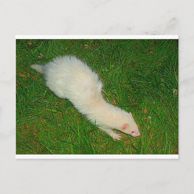 Postal Ferret (Anverso)