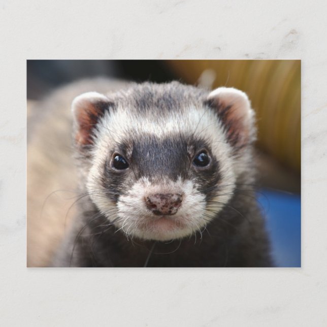 Postal Ferret (Anverso)