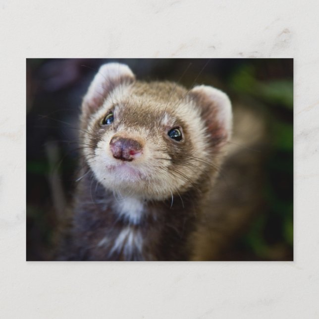 Postal Ferret (Anverso)