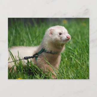 Postal Ferret 1