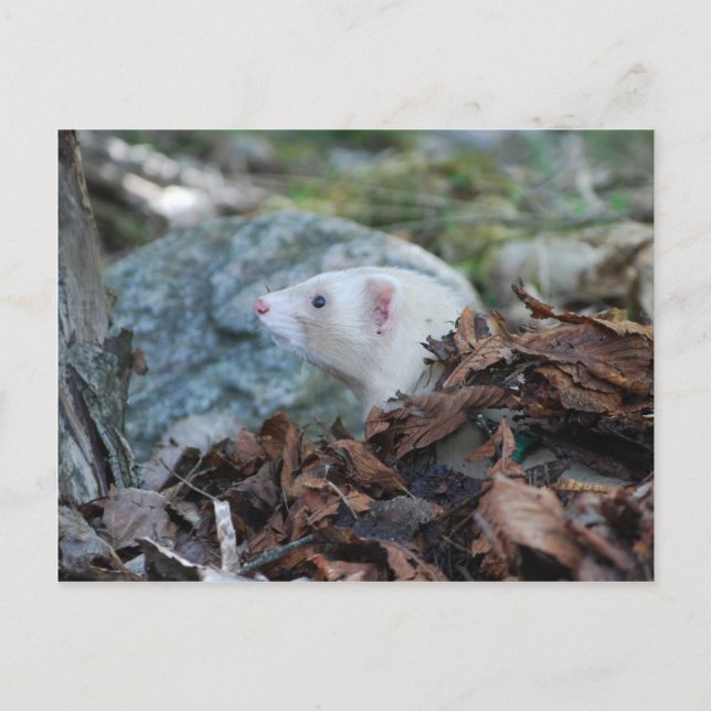 Postal Ferret 2 (Anverso)