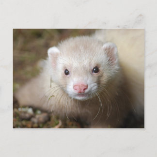Postal Ferret 3