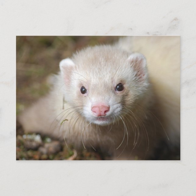 Postal Ferret 3 (Anverso)