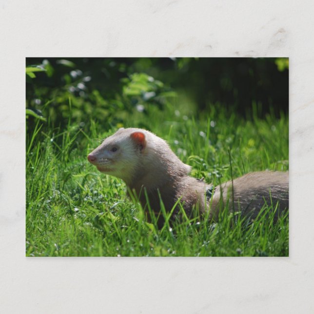 Postal Ferret 5 (Anverso)