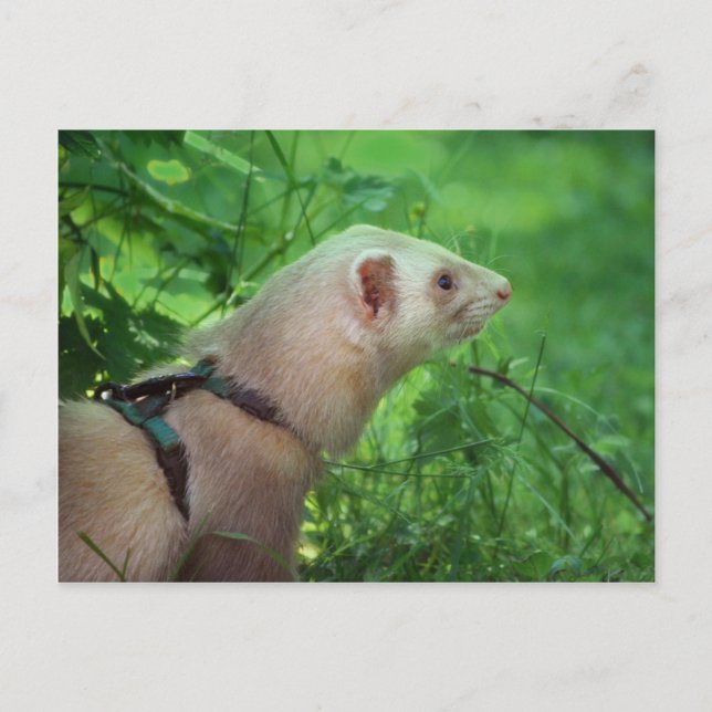 Postal Ferret 6 (Anverso)