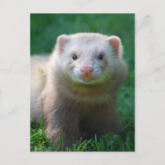 Postal Ferret 7