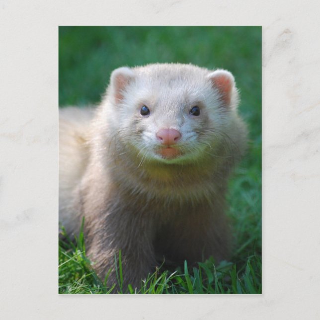Postal Ferret 7 (Anverso)