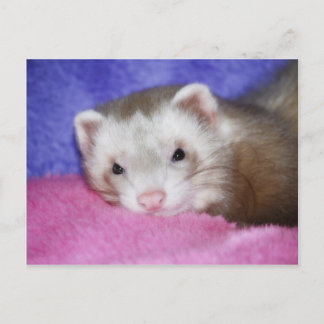 Postal Ferret 9