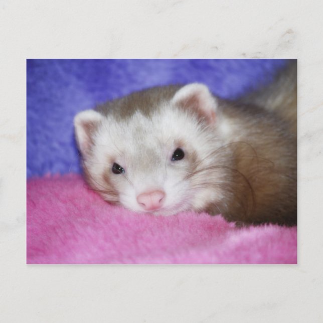Postal Ferret 9 (Anverso)