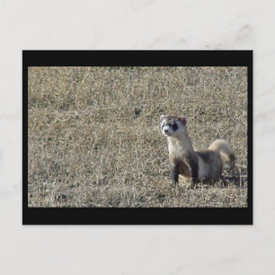 Postal Ferret de pie negro