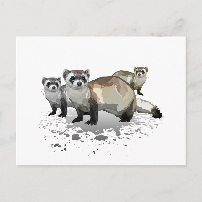 Postal Ferrets (Anverso)