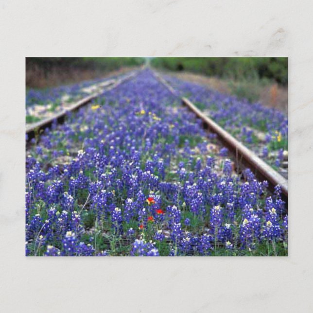 Postal Ferrocarril de Bluebonnet (Anverso)