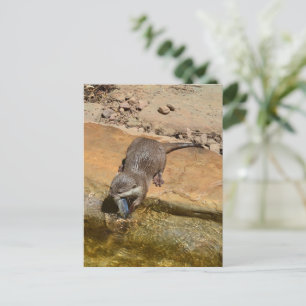 Postal **"Festín Pondside: Un Otter y su atracción"**