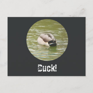 Postal Festiva A Ducking Duck Postcard