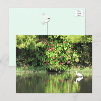 Postal Festiva A Great Egret Fishing in the Swamp