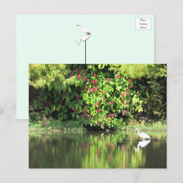 Postal Festiva A Great Egret Fishing in the Swamp (Anverso / Reverso)