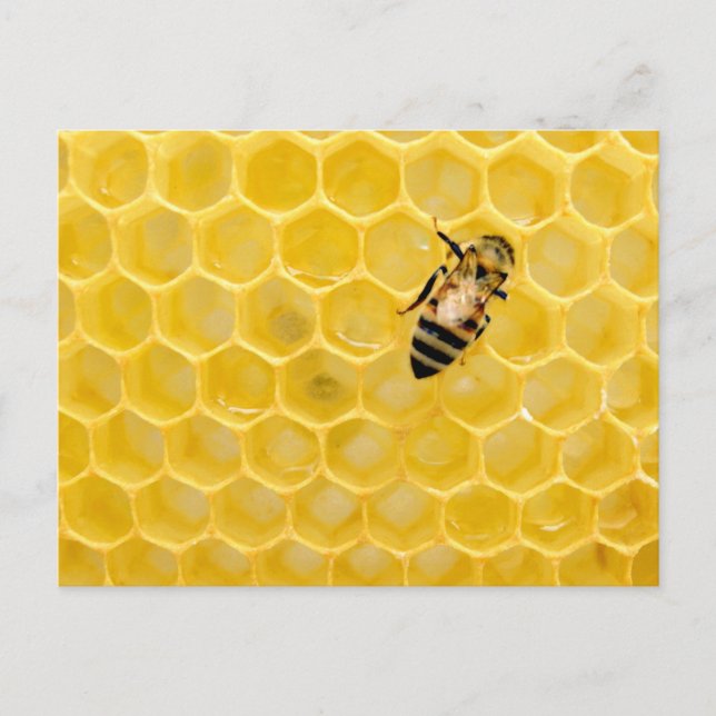 Postal Festiva abeja y abeja (Anverso)