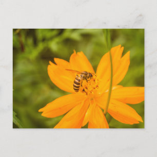 Postal Festiva Abejorro en una Cosmos de Azufre