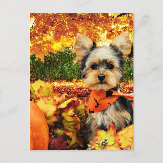 Postal Festiva Acción de Gracias de Otoño - Max - Yorkie (Anverso)