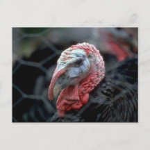 Acción de Gracias Turquía