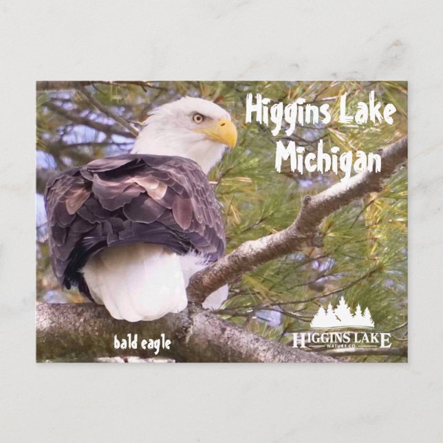 Postal Festiva Águila calva en el lago Higgins, Michigan (Anverso)