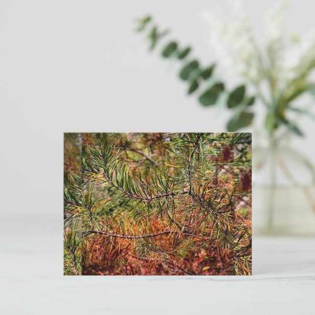 Postal Festiva Agujas de Pino Otoñales  (Anverso de pie)