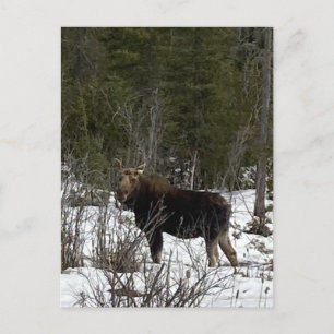 Postal Festiva Alces de la península superior navegando por la vi