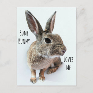 Postal Festiva Algunos conejitos me aman la recolección de conejo