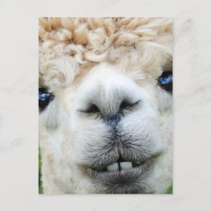 POSTAL FESTIVA ALPACA POSTCARD