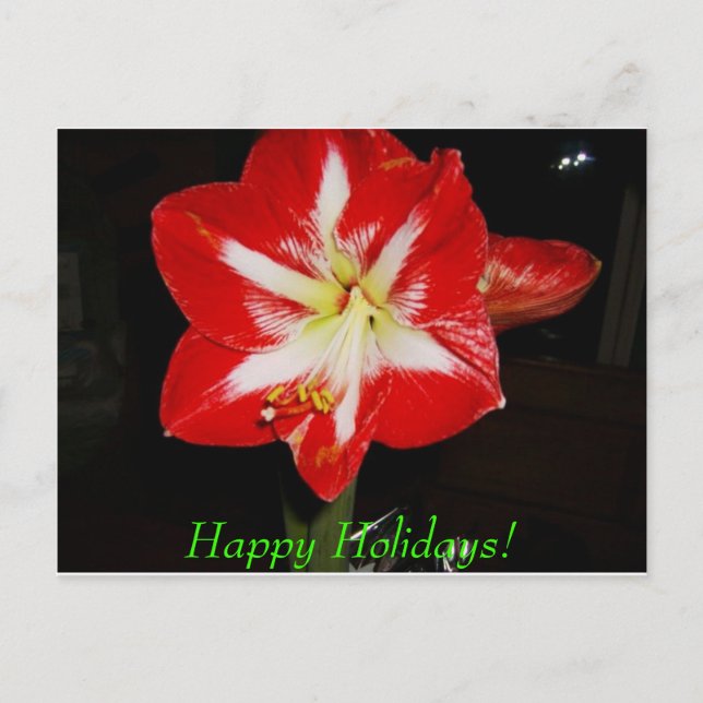 Postal Festiva ¡amaryllis, buenas fiestas! (Anverso)