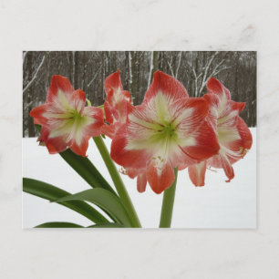 Postal Festiva Amaryllis en floral de invierno en la nieve roja f