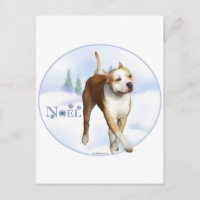 American Staffordshire Terrier Noel
