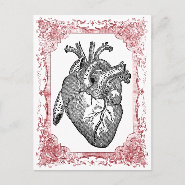 Postal Festiva Anatomía cardíaca vintage (Anverso)