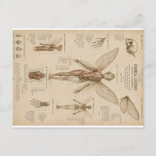 Postal Festiva Anatomía y Fisiología Humana Alada de Faerla Lucen