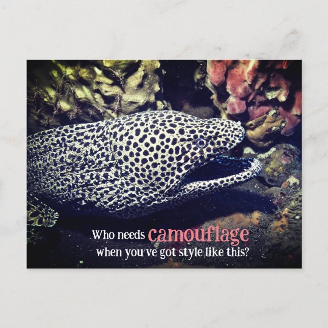 Postal Festiva Anguila anguila (Anverso)