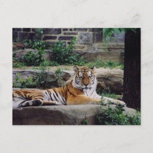Postal Festiva Año del Tigre