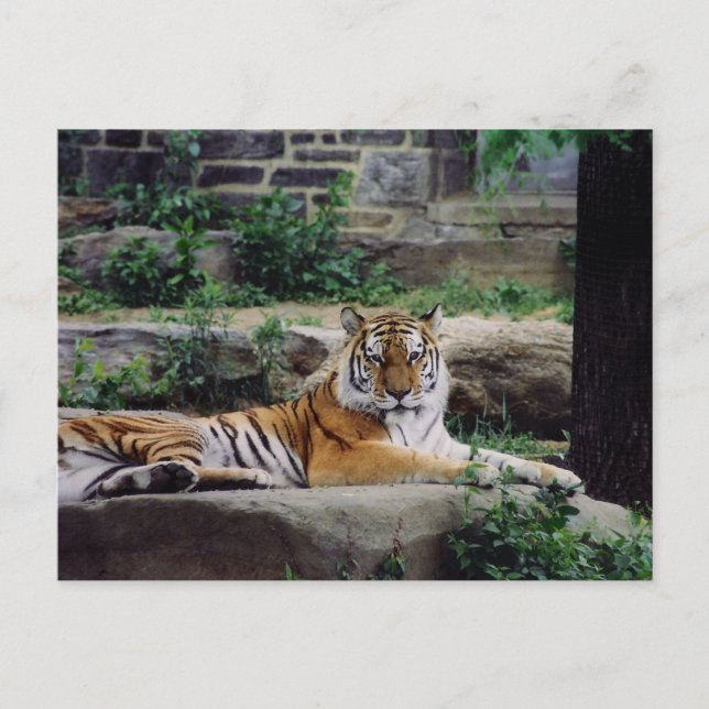 Postal Festiva Año del Tigre (Anverso)