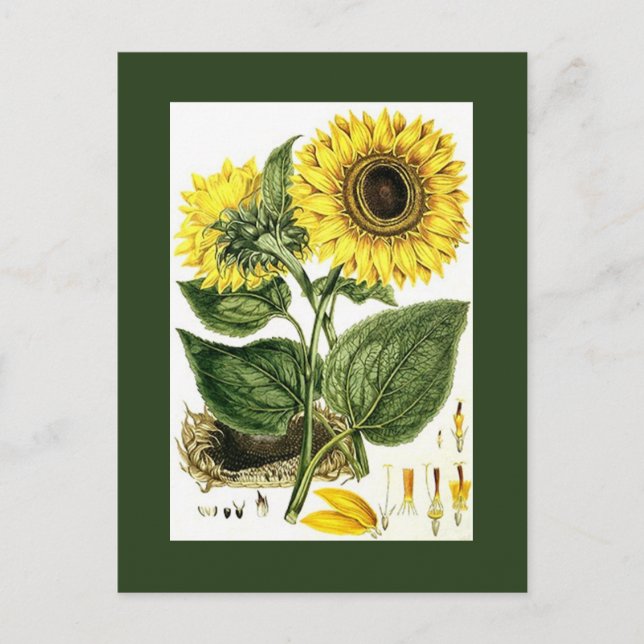 Postal Festiva Antiguo Vintage Sunflower botanical Garden PCs (Anverso)