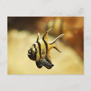 Postal Festiva Antílago solitario Stripy