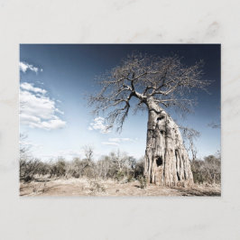 Postal Festiva Árbol baobab en el Parque Nacional de Mana Pools