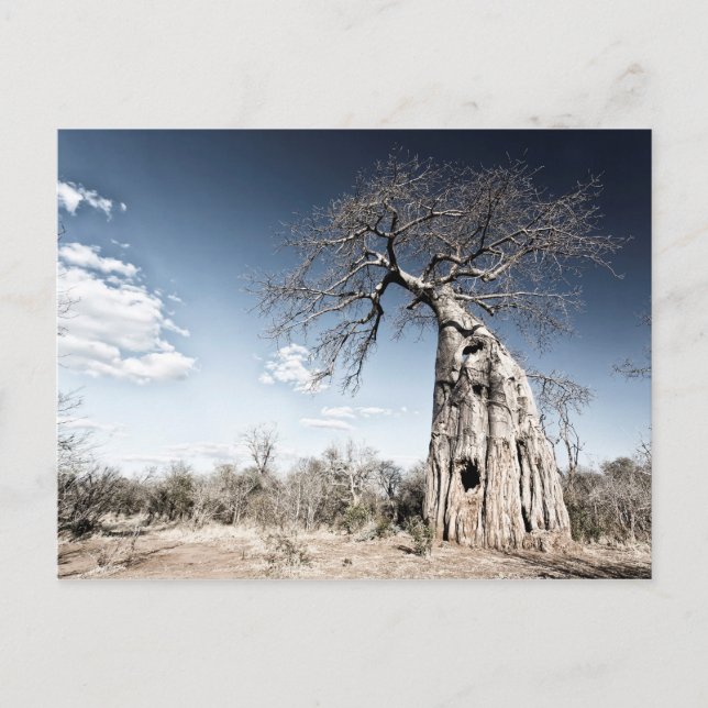 Postal Festiva Árbol baobab en el Parque Nacional de Mana Pools (Anverso)