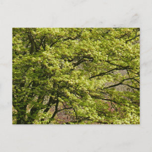 Postal Festiva Arce Japonés Verde