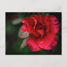 Postal Festiva Arte fotográfico - Flor roja en la lluvia.