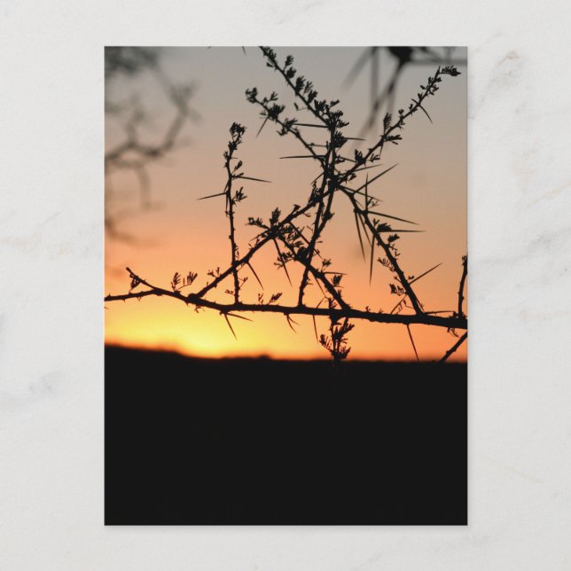 Postal Festiva Atardecer africano con espinosa silueta de árbol d (Anverso)