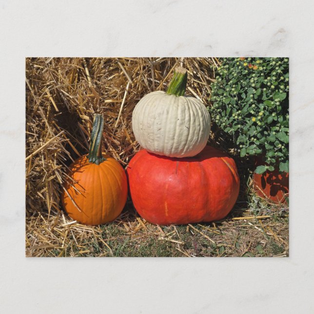 Postal Festiva Autumn pumpkins (Anverso)