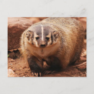 Postal Festiva Badger