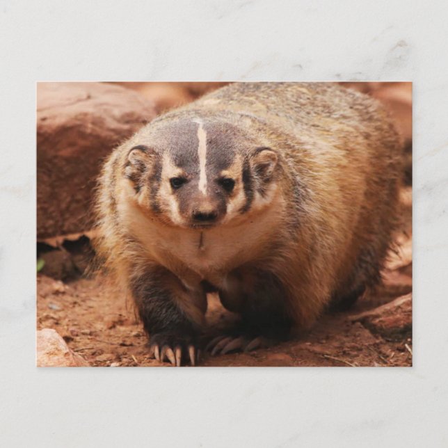 Postal Festiva Badger (Anverso)