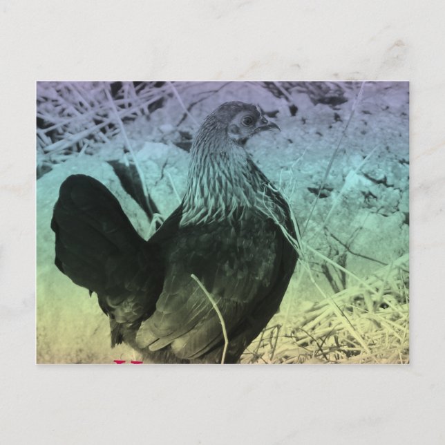Postal Festiva Bantam Hen Easter (Anverso)
