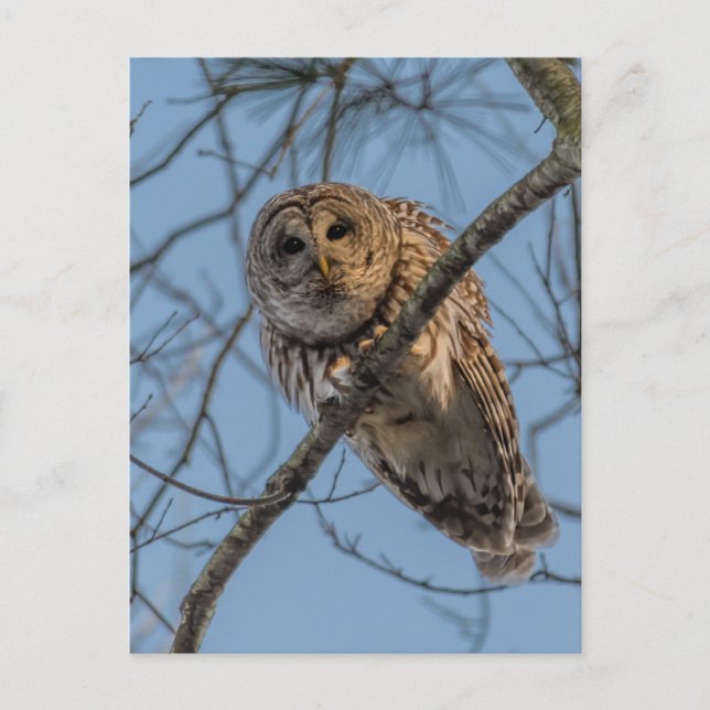Postal Festiva Barred Owl Stare Down (Anverso)