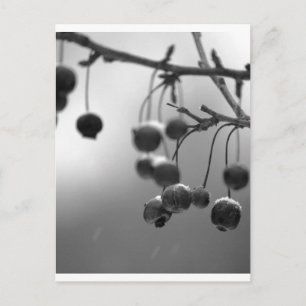 Postal Festiva Barries de Navidades blancos y negros con estilo